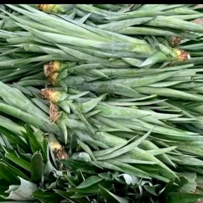 bibit nanas madu jumbo