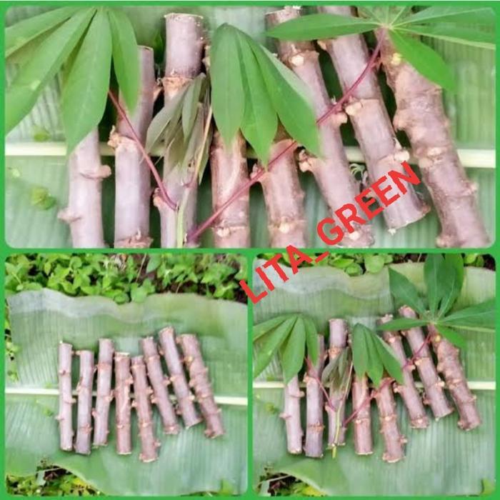 BIBIT POHON SINGKONG || JENIS MANGGU 1kg  batang