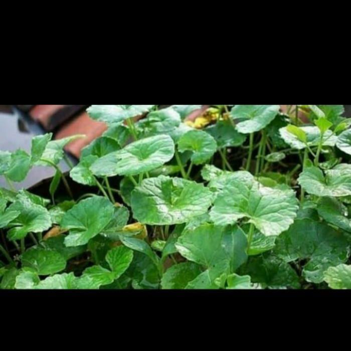 daun antanan segar herbal