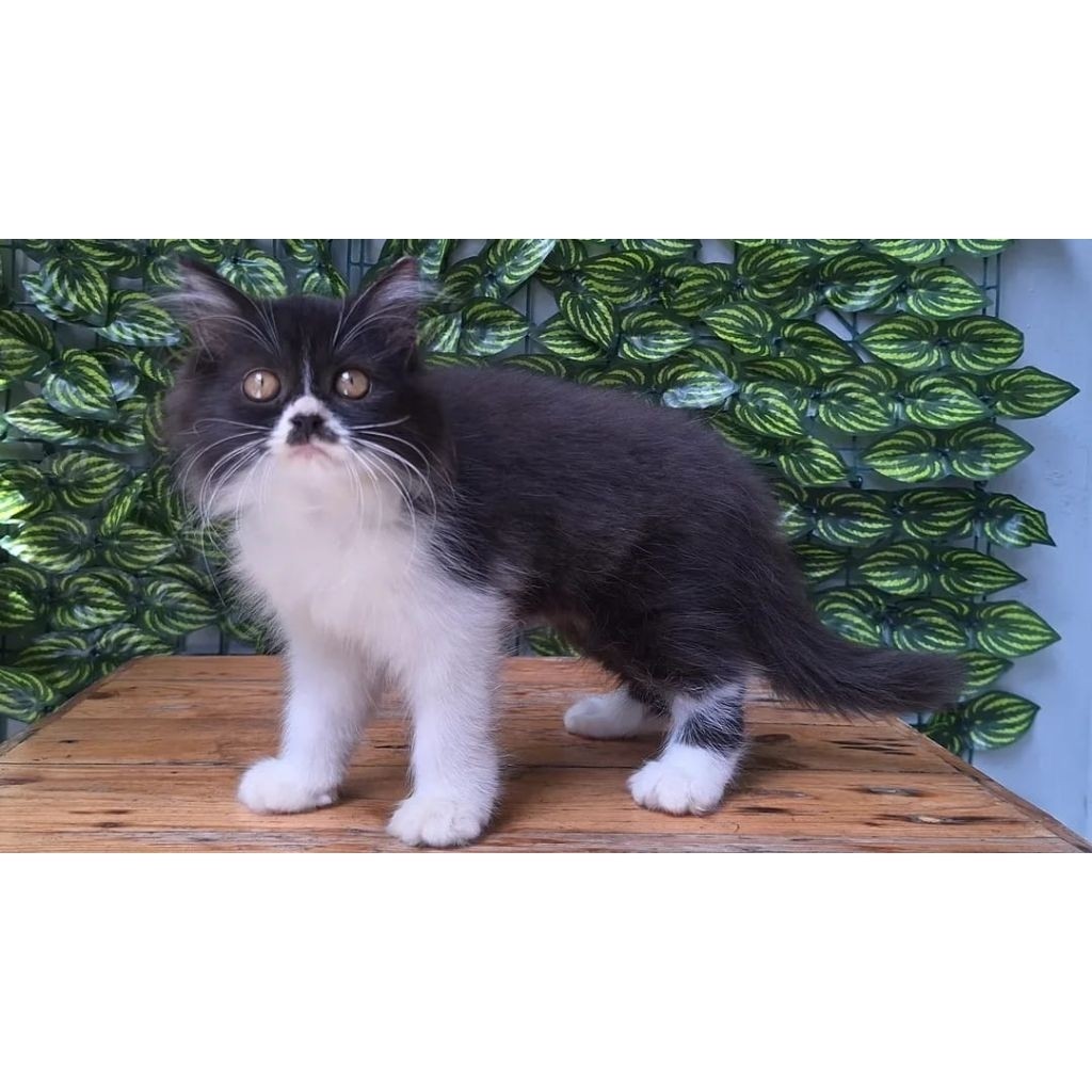 KUCING PERSIA MEDIUM BETINA 3 BULAN HITAM PUTIH