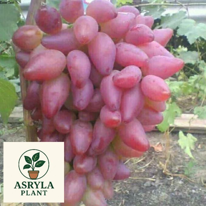 (PROMO) Bibit Anggur Import Duboski Pink H4J (bibit anggur stek/grafting) bibit anggur murah