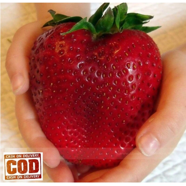 STRAWBERRY RAKSASA 100 Biji / Benih / bibit STROBERI / STRAWBERRY IMPORT - Seed buah - BIBIT STROBER