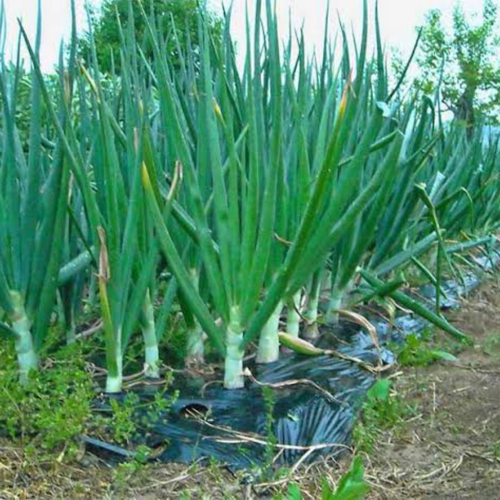 100 Bibit daun bawang panjang &besar