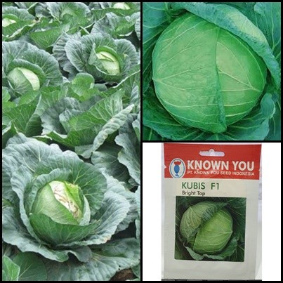 30 Biji Benih Kol Kubis TALENTA F1-Bibit Kol Kubis