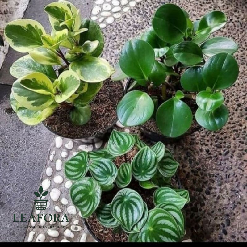 paket murah 3 tanaman peperomia tanaman watermelon tanaman jade plant varigata tanaman templan hijau