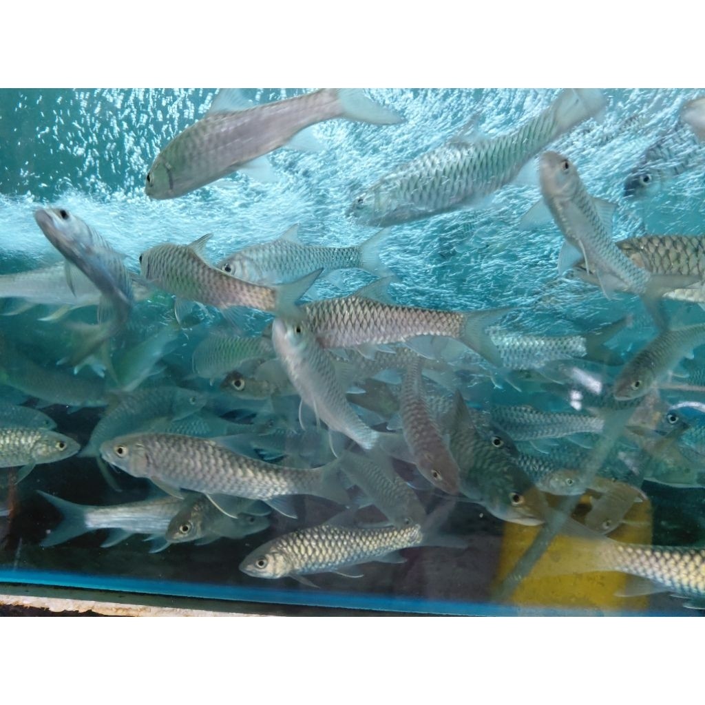 Tambroides Dewa Mahseer Biru Ukuran 8-9 Cm masher