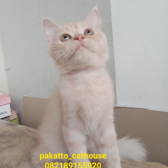 kucing persia medium jantan