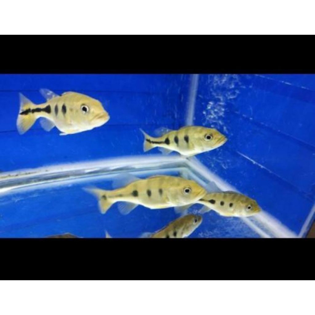 PBASS MONO UKURAN 3-5 CM PBAS MONOCULUS