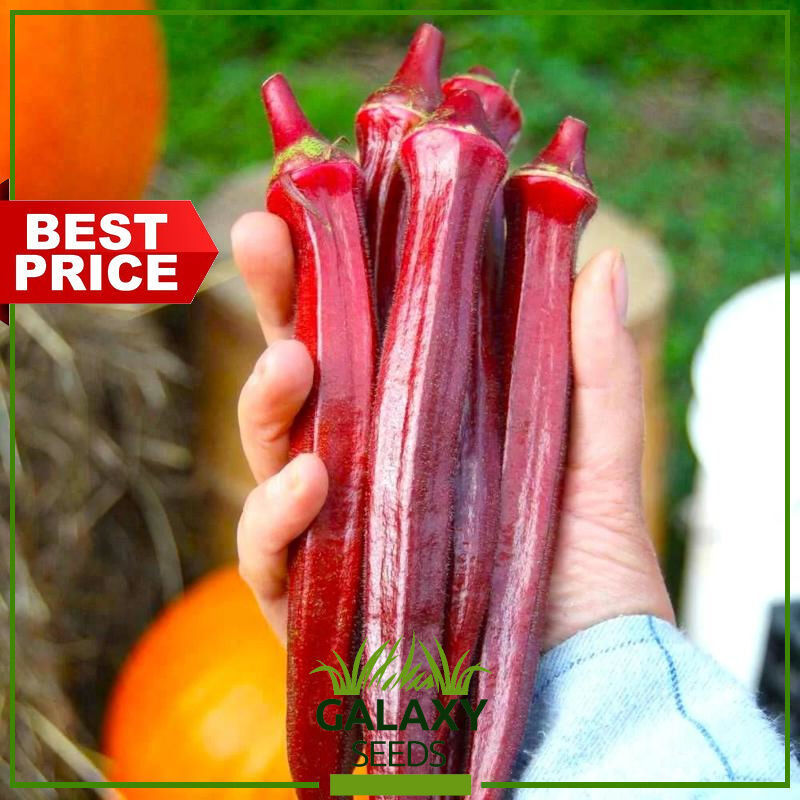 (20 Seed) Benih Okra Merah Redgombo, Benih Okra Merah Unggul Bibit Okra Merah Super Bibit Buah Okra 