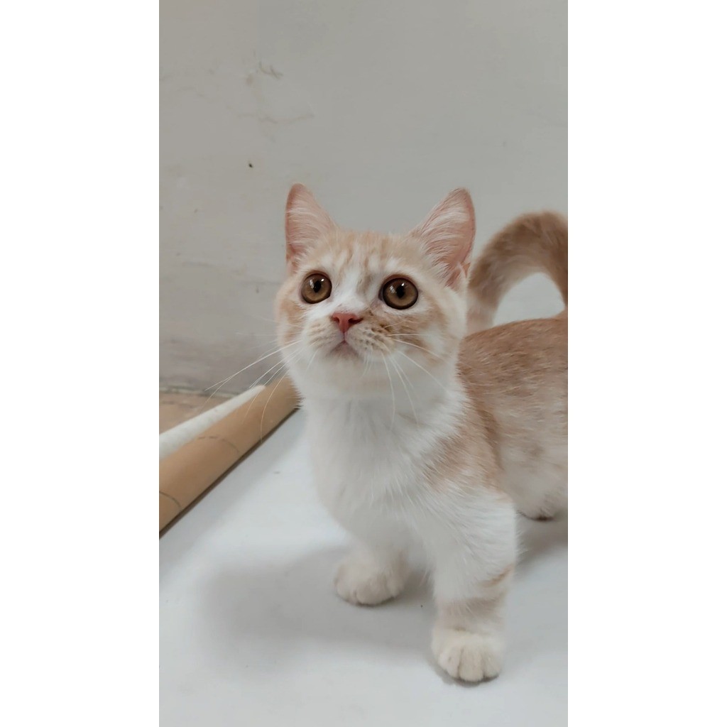 Adopsi Anak Kucing BSH Munchkin Mix Peaknose EXO