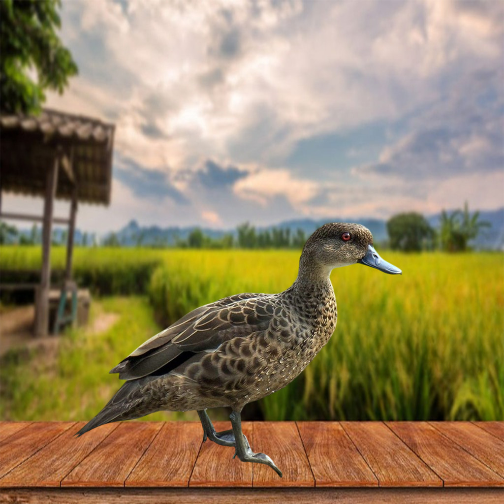 jontrot patung burung belibis batu /pikat burung belibis