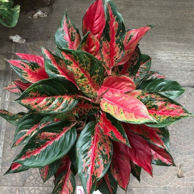 aglonema kocin camelon remaja 5-6 daun /aglonema red kocin / tanaman hias aglonema /