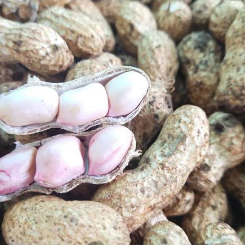 kacang tanah mentah kulit 1kg