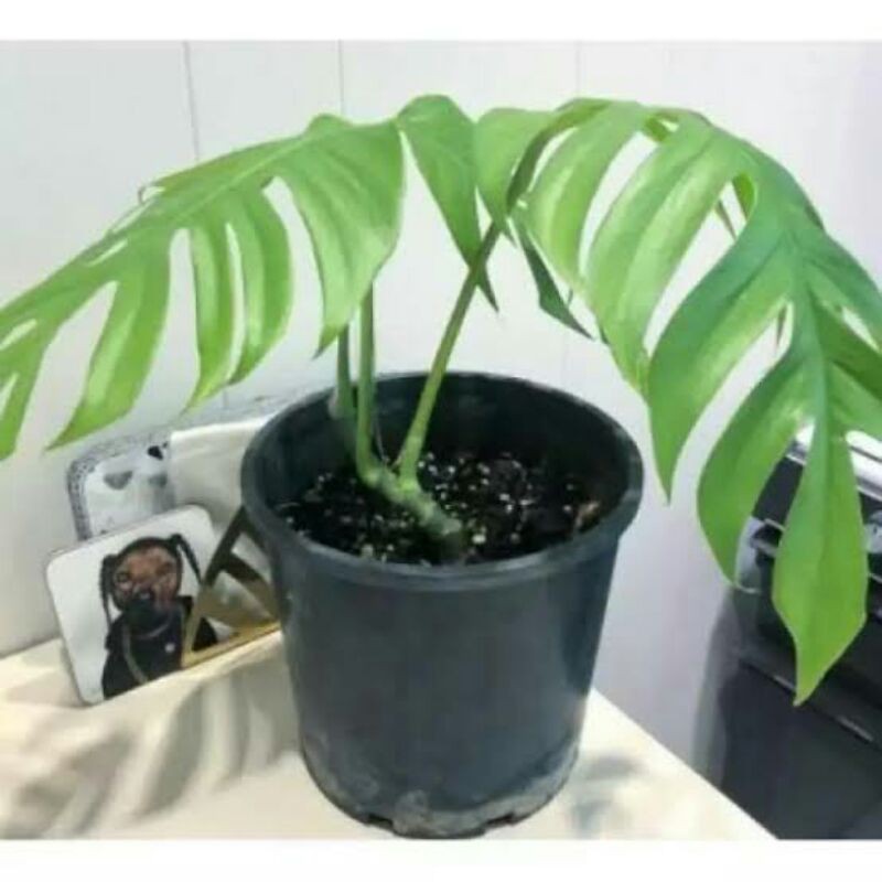 Monstera Ekor Naga Tanaman Monstera Ekor Naga King