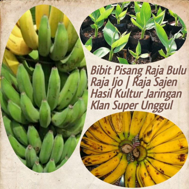 PROMO MURAH Bibit pisang raja ijo | raja bulu | sajen super unggul