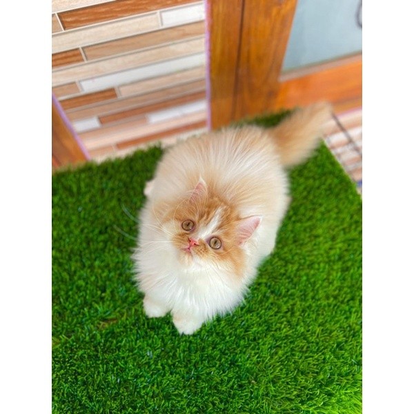 kucing persia kitten persia anak kucing betina flatnose