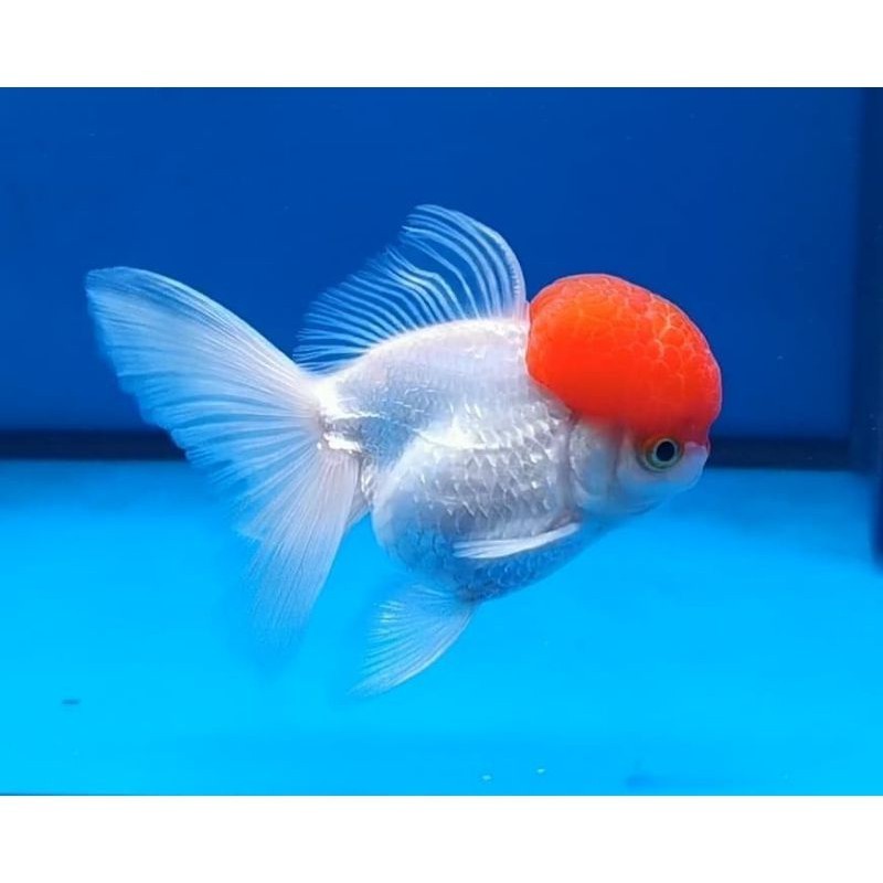 Ikan Mas Koki Oranda 4-6 cm tricolor tricolor panda / ranchu / ryukin / mutiara / lowo / tossa / ora