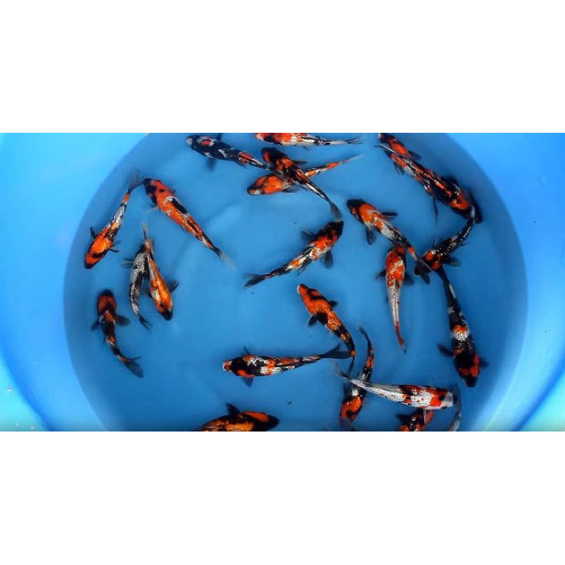 paket 6 ekor koi showa 8-11 cm