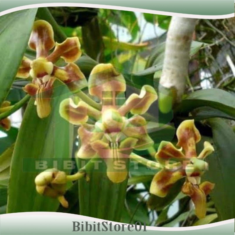 Anggrek Vanda Helvola