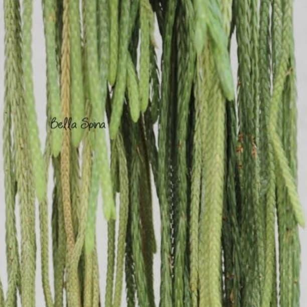 BARU kumpai Huperzia carinata S langka