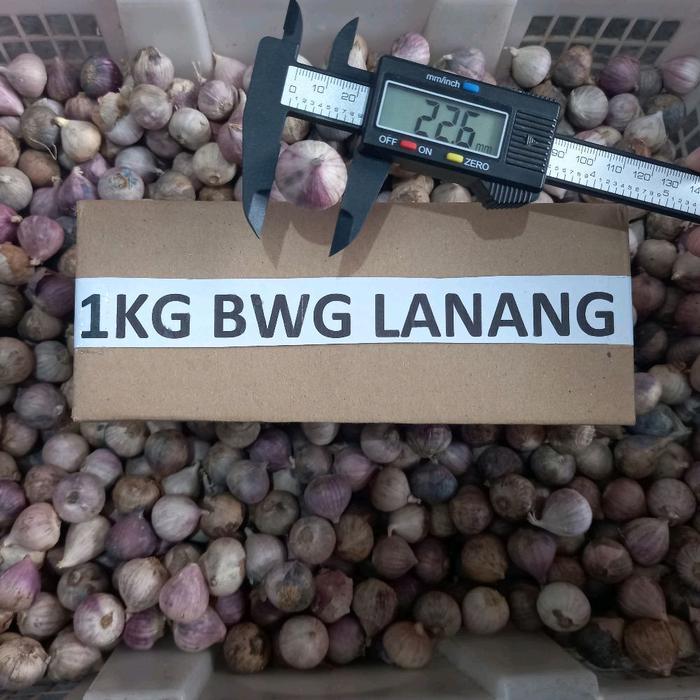 1kg [ukuran SEDANG 2cm -2,3cm] Bawang Putih Tunggal  Kualitas Bagus Pilihan [BISA COD] Bawang Lanang