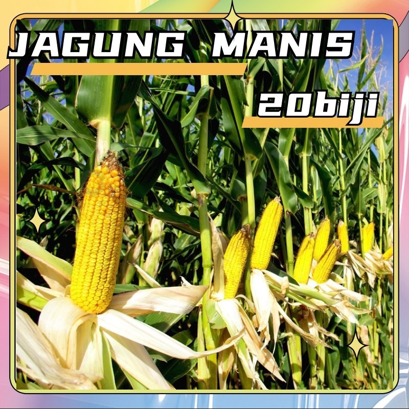 20 Biji Benih Jagung Manis Madu
