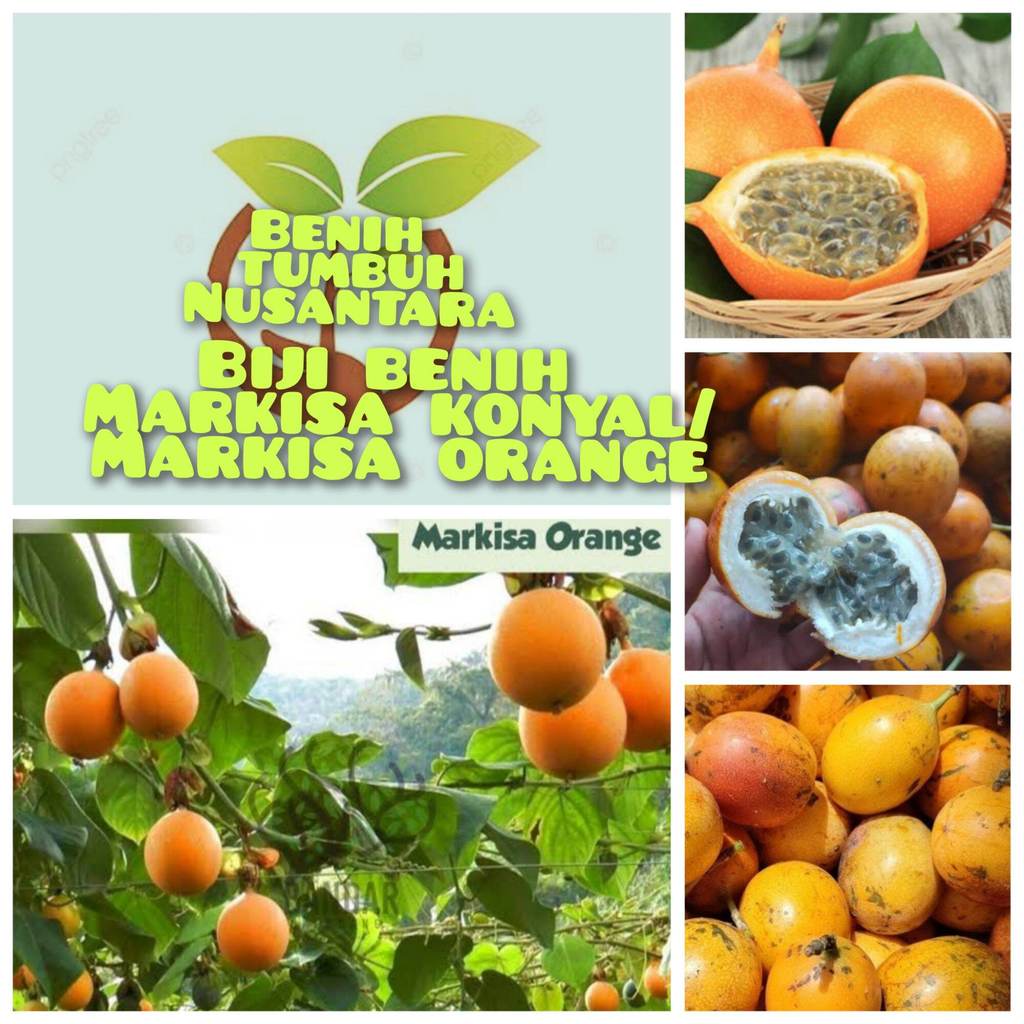 50 BUTIR BIJI BENIH MARKISA KONYAL,MARKISA ORANGE,MANIS
