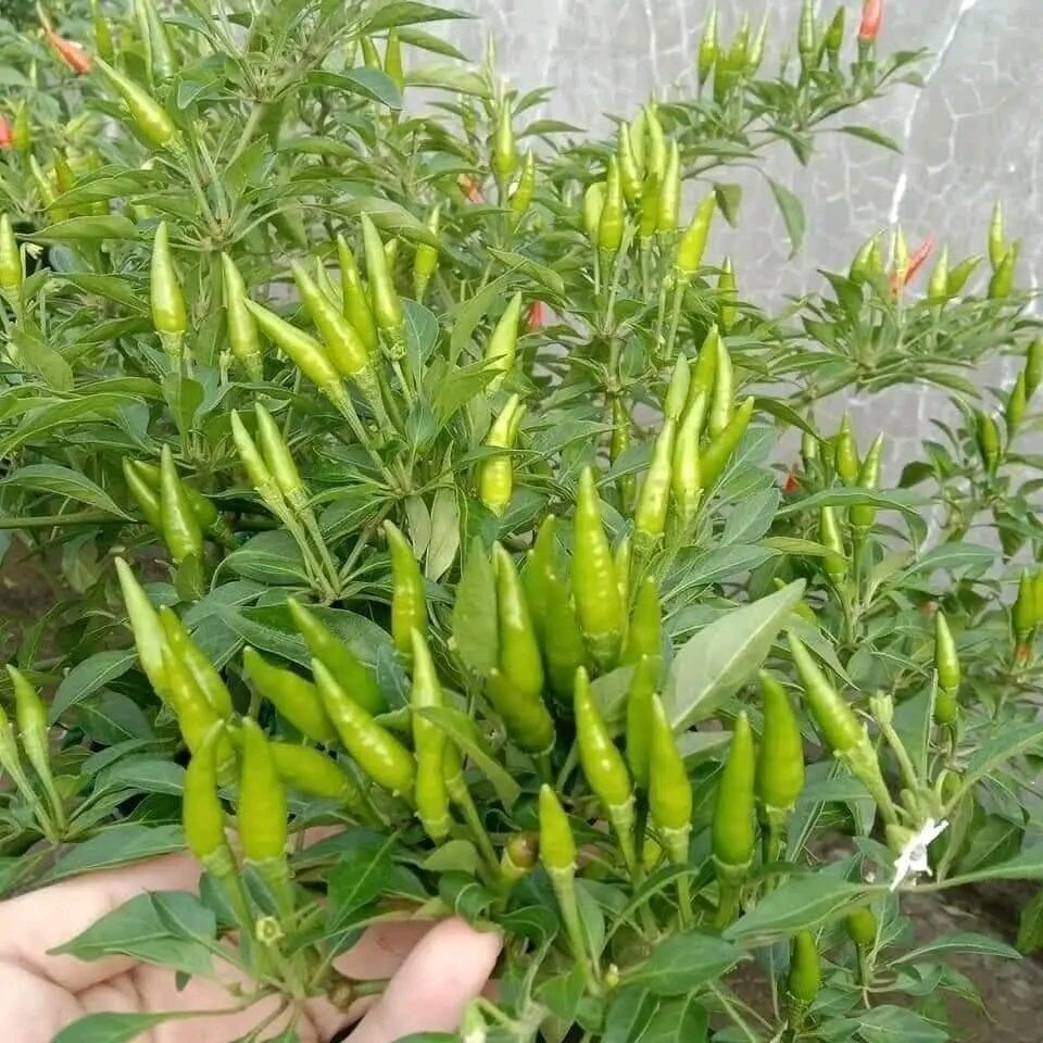 50benih bibit cabe rawit super pedas benih cabe rawit setan / cengek