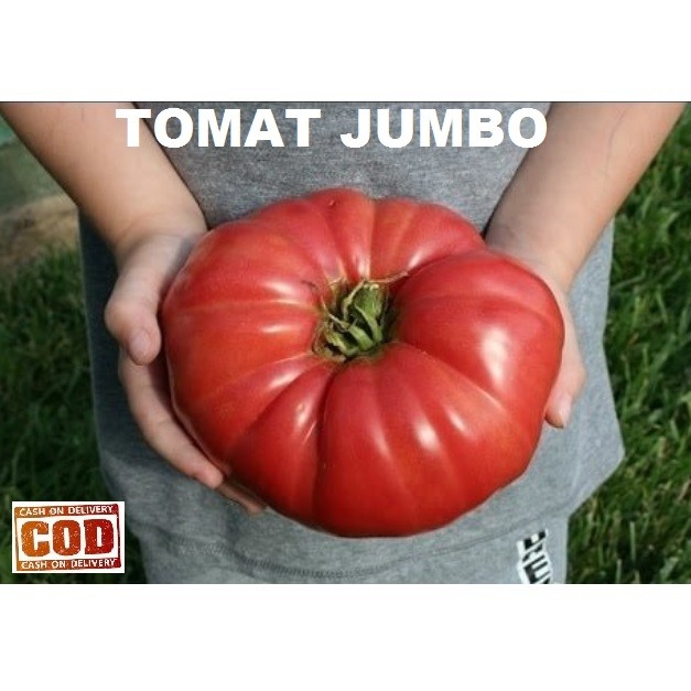 Bayar Di Tempat -50Pcs - Biji / Benih / bibit TOMAT JUMBO / TOMAT GIANT / TOMAT RAKSASA - bibit sayu
