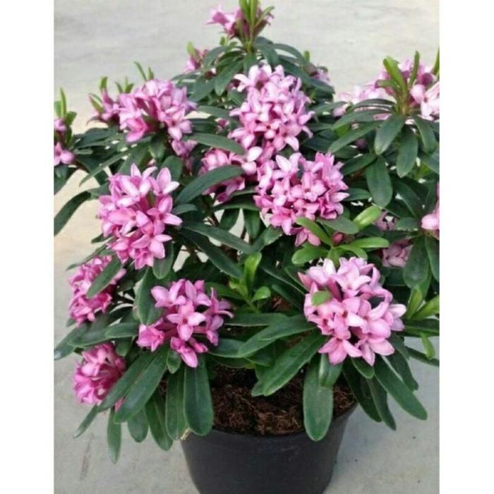 bunga Asoka ungu/tanaman Soka ungu - tanaman hias asoka bunga ungu - bunga hias asoka - Putih