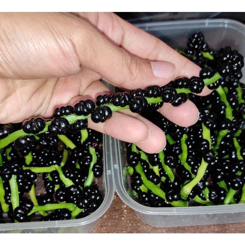 Buah Angkung Segar Obat Struk Herbal Alami 200 Biji Bonus 20 Biji R2 ,,SJ
