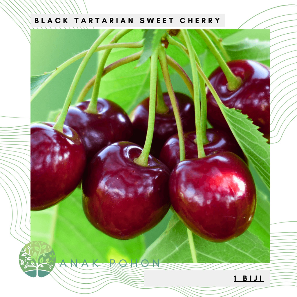 20Benih Bibit Biji - Buah Ceri Hitam Manis Black Tartarian Sweet Cherry (Prunus avium) Seeds - IMPOR