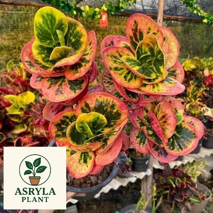 (PROMO) Tanaman hias Puring Apel/pohon puring rimbun