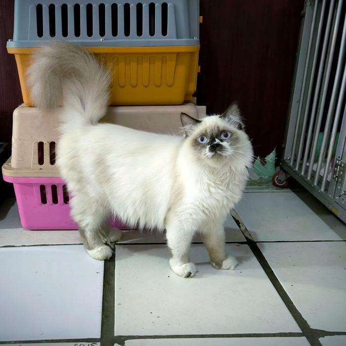 Kucing Persia Anggora Himalaya Ragdoll Kitten - himalaya