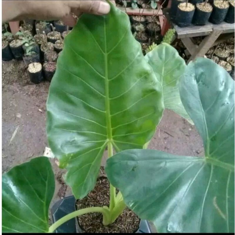 Bibit talas sente , Bongol tales sente, umbi tanaman hias, keladi sente