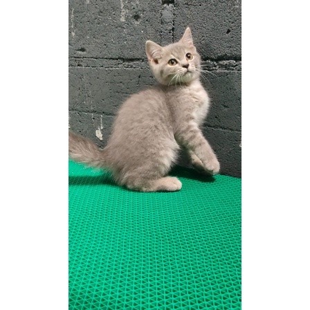 Scottish Straight Non PED