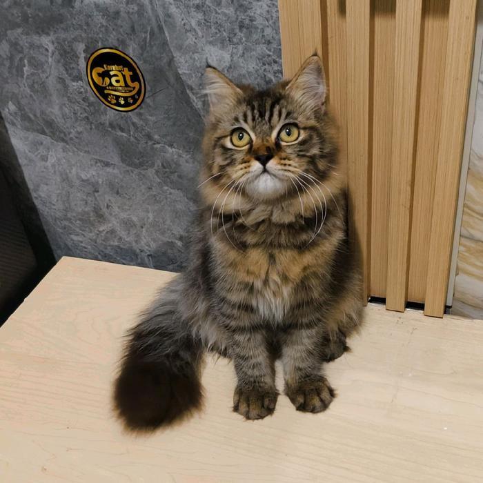 kucing Norwegian forest bigbone
