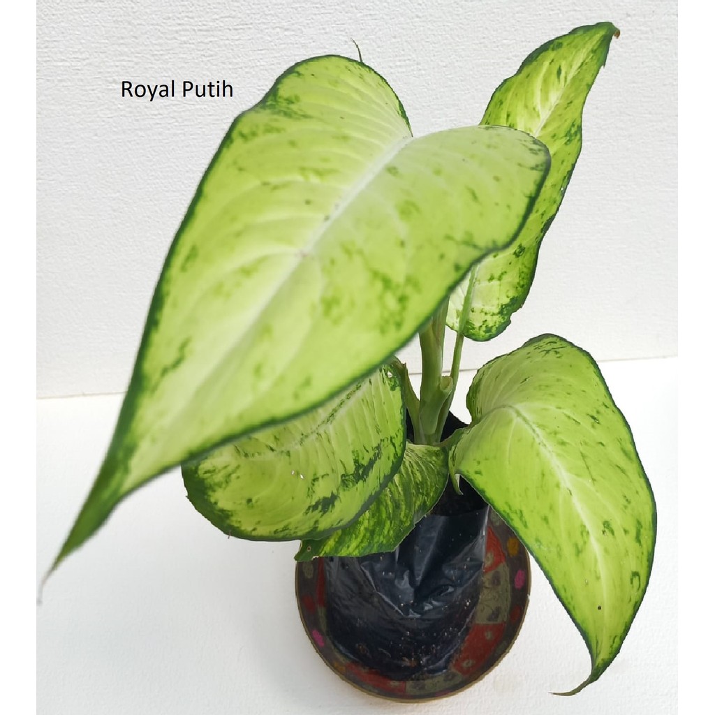 TANAMAN HIAS AGLONEMA TISU / AGLONEMA TISSUE