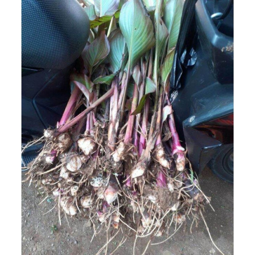 bibit ganyong, tanaman ganyong, bibit umbi ganyong, tanan herbal ganyong. DM