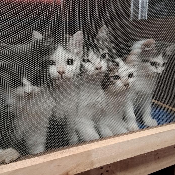 Kucing Persia super murah