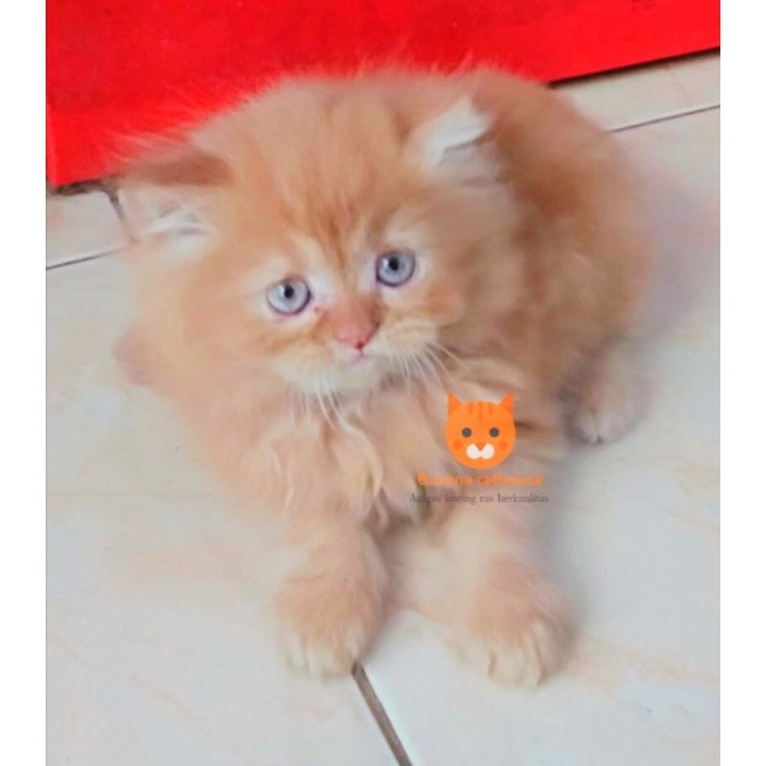 kucing ras Oren flatnose longhair
