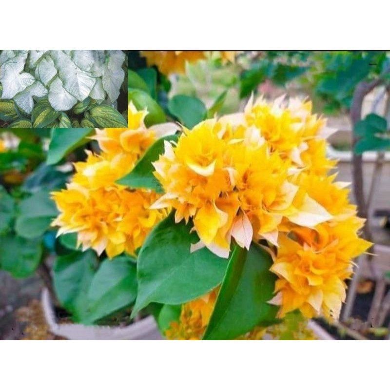 TANAMAN HIAS BUGENVIL SUPER YELLOW MERCY//BUNGA KERTAS BUGENVIL/BUGENVIL BUNGA KERTAS/BUGENVIL IMPOR