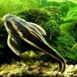 ikan hias aquascape platydoras catfish dasar ikan hias air tawar  ikan hias sapu sapu pemakan alga a