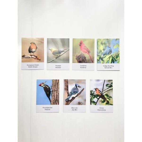 Safari Ltd Toobs Backyard Birds - Toobs + Card