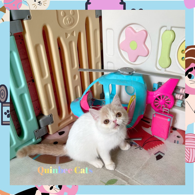 Kucing Persia Peaknose Exotic Shorthair (Exo) Betina van