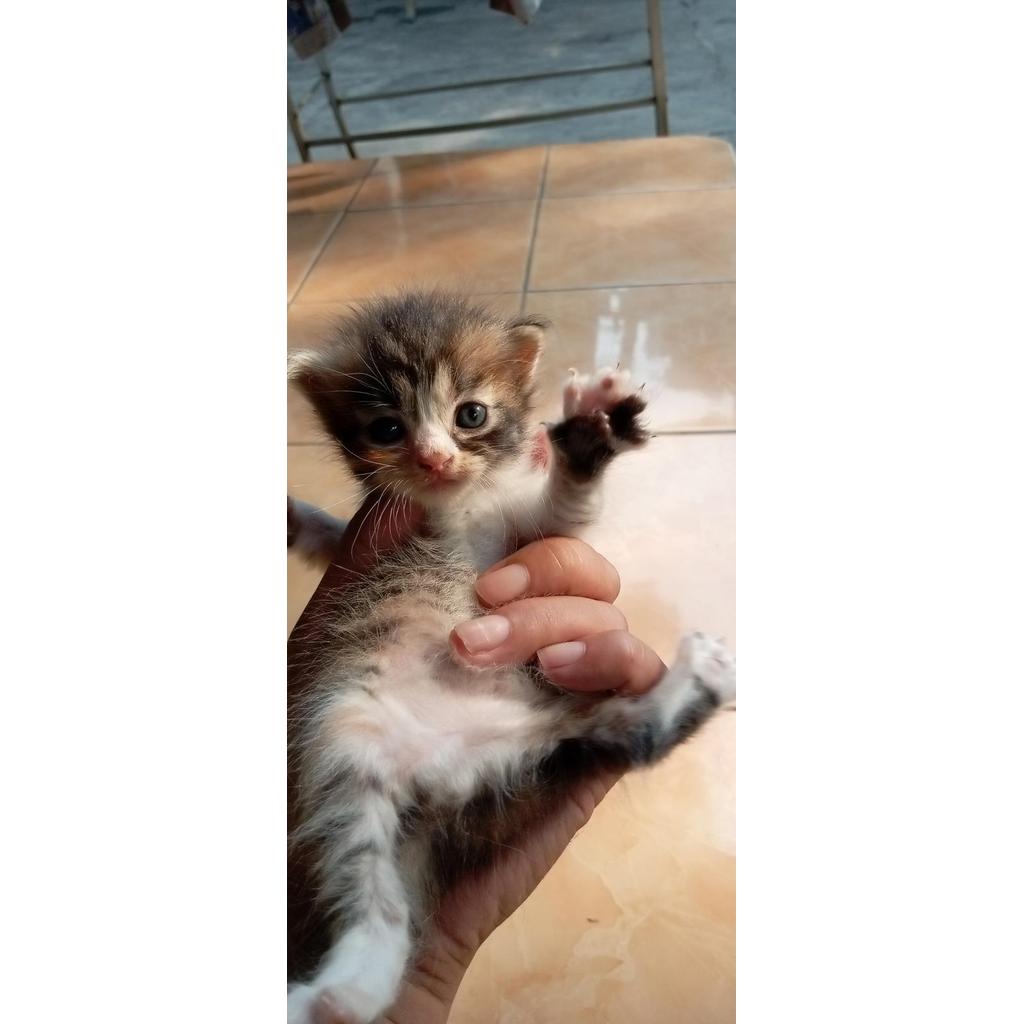 Kitten Kucing Persia Calico