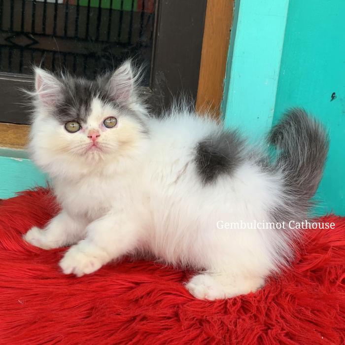 Persia Flatnose Bigbone Betina