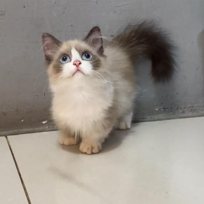 Kucing cebol munchkin motif ragdoll kitten
