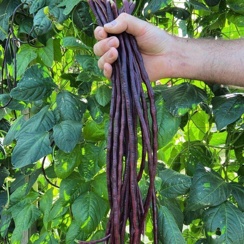 20 BENIH BIJI KACANG PANJANG UNGU