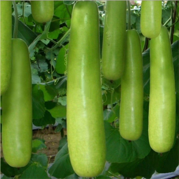 LABU AIR 30 biji bibit seed seeds Benih Labu Air Panjang Balistik Bibit Sayuran Unggul Bintang Asia 